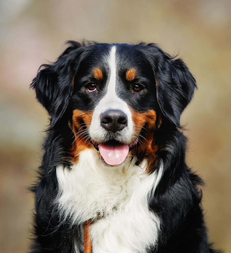 Bernese mountain dog